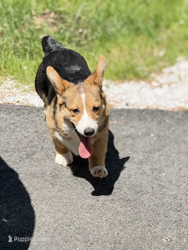 Scout – Pembroke Welsh Corgi puppy for sale in Wilbraham, MA