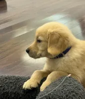 Duke, a male Golden Retriever and English Cream Golden Retriever for sale in Hampden, MA – 3 of 7