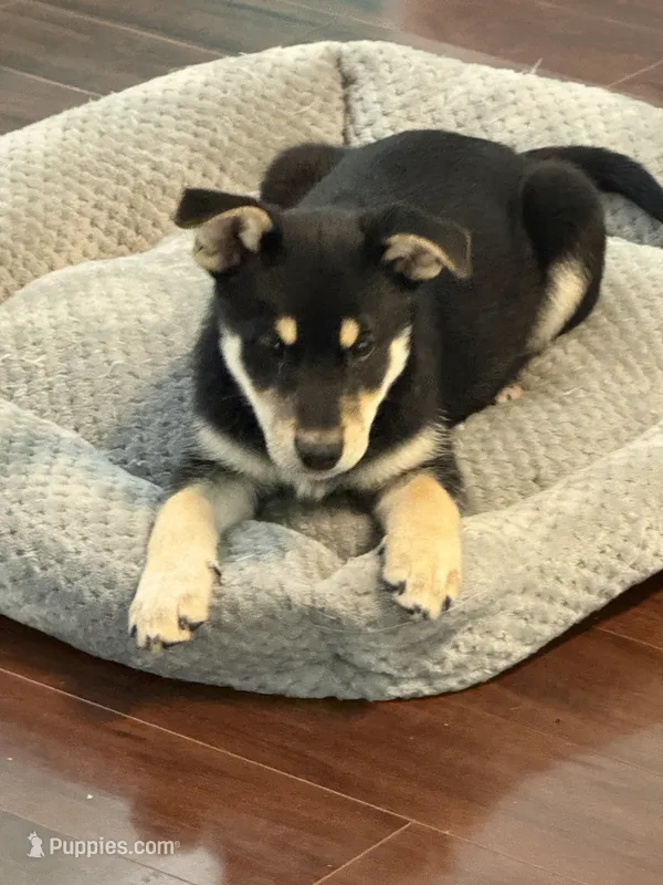 Timber – Siberian Husky, Beagle puppy for sale in Wilbraham, MA