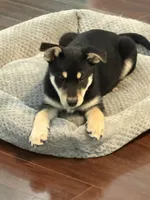 Timber, a male Siberian Husky and Beagle for sale in Wilbraham, MA – 1 of 6