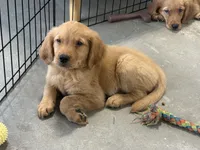 Scarlett, a male Golden Retriever and English Cream Golden Retriever for sale in Hampden, MA – 2 of 2