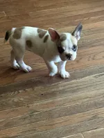 Frankie, a female French Bulldog for sale in Hampden, MA – 4 of 8