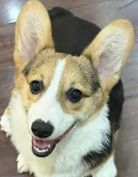 Rocky, a male Pembroke Welsh Corgi for sale in Wilbraham, MA – 3 of 5