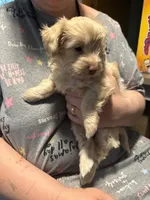Gigi, a female Soft Coated Wheaten Terrier and Poodle - Miniature  for sale in Hampden, MA – 5 of 6