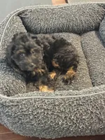 Mya, a female Cavapoo for sale in Hampden, MA – 4 of 5