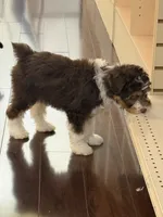 Max, a male Miniature Aussiedoodle for sale in Hampden, MA – 4 of 7