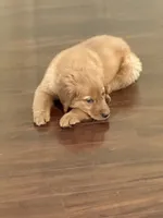 Maple, a female Golden Retriever for sale in Wilbraham, MA – 3 of 4