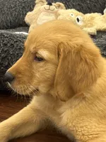 Hawk, a male Golden Retriever and English Cream Golden Retriever for sale in Hampden, MA – 3 of 10