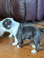 Remix, a male French Bulldog for sale in Hampden, MA – 5 of 8