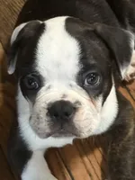 Boss, a male French Bulldog for sale in Hampden, MA – 3 of 8