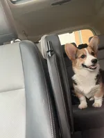 Rocky , a male Pembroke Welsh Corgi for sale in Hampden, MA – 2 of 9