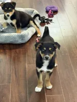 Titus, a male Beagle and Golden Retriever for sale in Wilbraham, MA – Photo 2 of 8