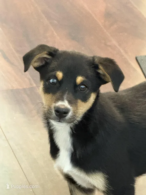 Titus – Beagle, Golden Retriever puppy for sale in Wilbraham, MA