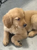 Scarlett, a male Golden Retriever and English Cream Golden Retriever for sale in Hampden, MA – 1 of 2