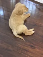 Atlas, a female Golden Retriever for sale in Wilbraham, MA – Photo 4 of 7