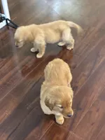 Atlas, a female Golden Retriever for sale in Wilbraham, MA – Photo 5 of 7