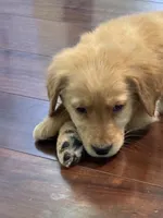 Atlas, a female Golden Retriever for sale in Wilbraham, MA – Photo 3 of 7