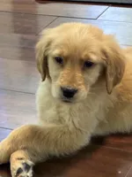 Atlas, a female Golden Retriever for sale in Wilbraham, MA – Photo 1 of 7