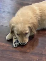 Atlas, a female Golden Retriever for sale in Wilbraham, MA – Photo 2 of 7