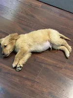 Atlas, a female Golden Retriever for sale in Wilbraham, MA – Photo 6 of 7