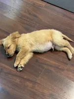 Atlas, a female Golden Retriever for sale in Wilbraham, MA – Photo 7 of 7