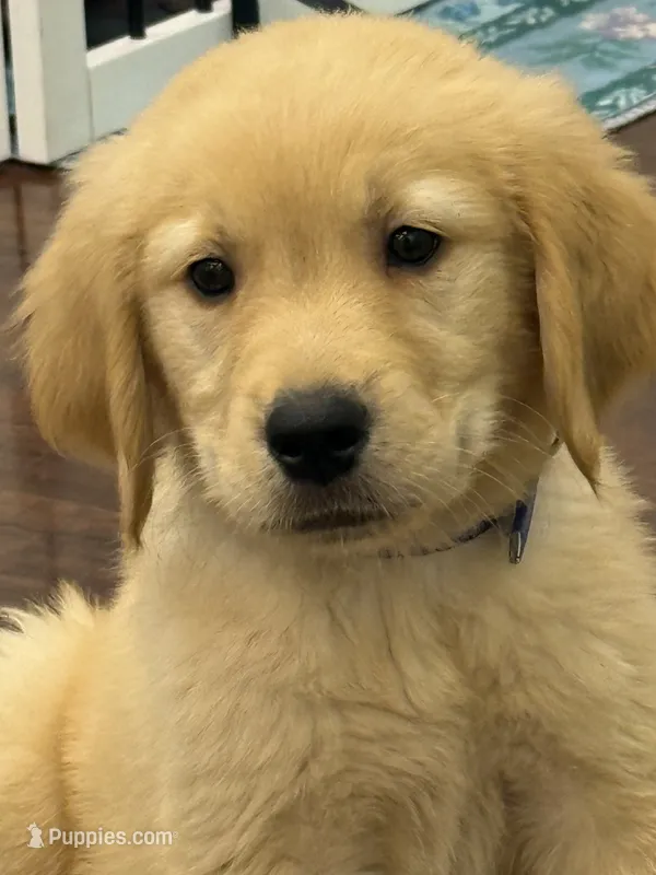 Tonka – Golden Retriever, English Cream Golden Retriever puppy for sale in Hampden, MA