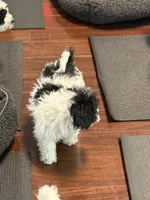 Trixie, a female Poodle - Miniature  for sale in Wilbraham, MA – Photo 7 of 7