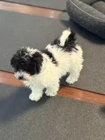 Trixie, a female Poodle - Miniature  for sale in Wilbraham, MA – Photo 3 of 7