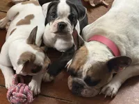 Pumba, a female French Bulldog for sale in Hampden, MA – 6 of 9