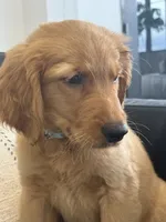 Samson, a male Golden Retriever and English Cream Golden Retriever for sale in Hampden, MA – 2 of 7