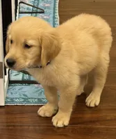 Duke, a male Golden Retriever and English Cream Golden Retriever for sale in Hampden, MA – 4 of 7