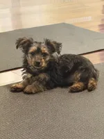 Teddy, a male Yorkshire Terrier for sale in Hampden, MA – 3 of 5