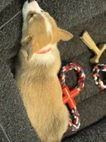 Sandy, a female Pembroke Welsh Corgi for sale in Wilbraham, MA – Photo 7 of 7