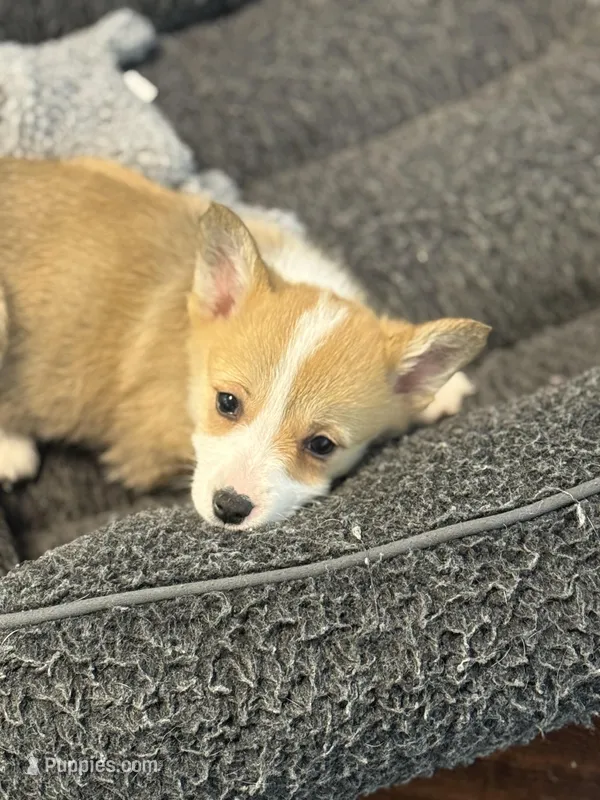 Sandy – Pembroke Welsh Corgi puppy for sale in Wilbraham, MA