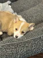 Sandy, a female Pembroke Welsh Corgi for sale in Wilbraham, MA – Photo 1 of 7