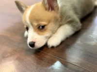 Sandy, a female Pembroke Welsh Corgi for sale in Wilbraham, MA – Photo 2 of 7