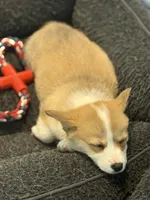 Sandy, a female Pembroke Welsh Corgi for sale in Wilbraham, MA – Photo 6 of 7