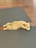 Sandy, a female Pembroke Welsh Corgi for sale in Wilbraham, MA – Photo 3 of 7