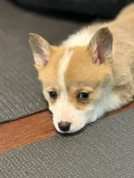 Sandy, a female Pembroke Welsh Corgi for sale in Wilbraham, MA – Photo 4 of 7