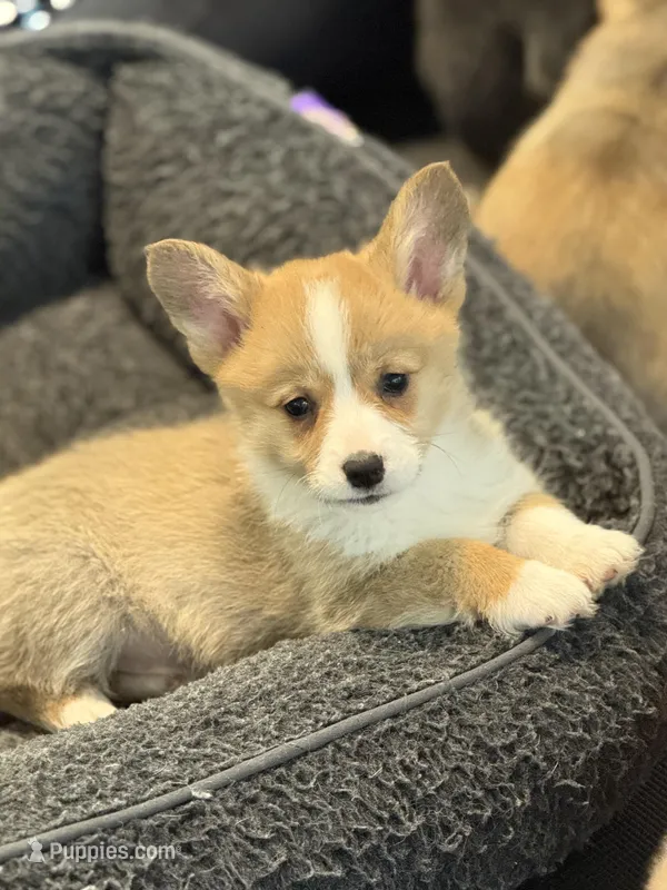 Bella – Pembroke Welsh Corgi puppy for sale in Wilbraham, MA
