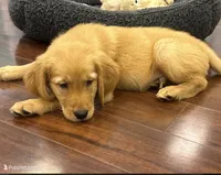 Fenway, a male Golden Retriever and English Cream Golden Retriever for sale in Hampden, MA – 2 of 7