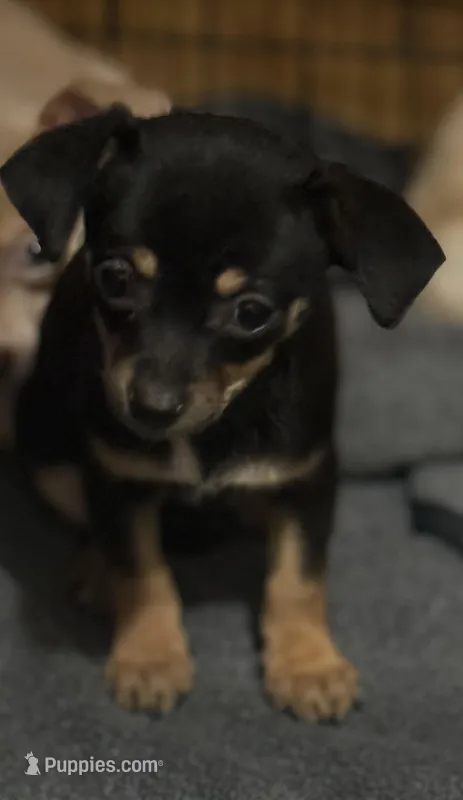 Luna – Chihuahua puppy for sale in Wilbraham, MA