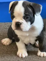 Boss, a male French Bulldog for sale in Hampden, MA – 2 of 8