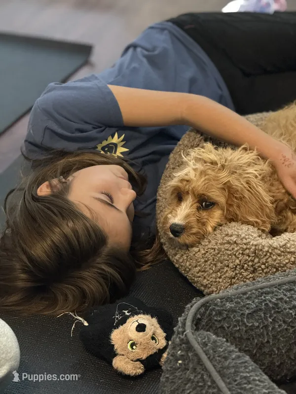 Milo – Cavapoo puppy for sale in Hampden, MA