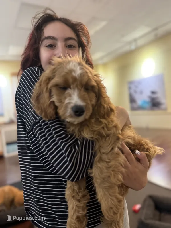 Myles – Cavapoo puppy for sale in Hampden, MA