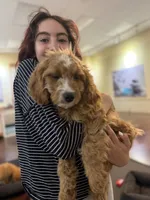 Myles, a male Cavapoo for sale in Hampden, MA – 1 of 4