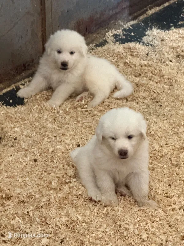 Pluto – Great Pyrenees puppy for sale in Murrieta, CA