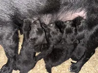 Bronco, a female German Shepherd Dog for sale in Murrieta, CA – Photo 2 of 2