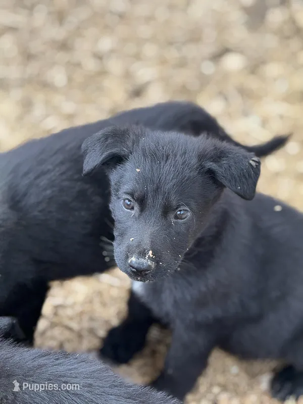 DELTA – German Shepherd Dog puppy for sale in Murrieta, CA