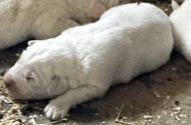 P2 – Great Pyrenees puppy for sale in Murrieta, CA